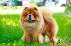 Chow-Chows Dental Care