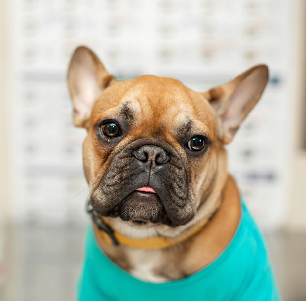Identifying tooth resorption lesions in cats and dogs