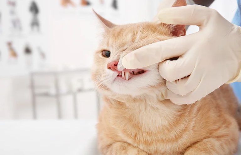 FORLs in Cats: Prevention & Care | Veterinary Dental Care