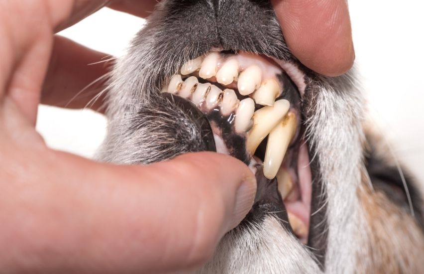 Canine root canal treatment provided by veterinary dental specialists in Charleston.