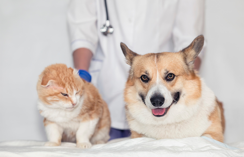 Veterinarian with dog and cat for root canal therapy and dental care