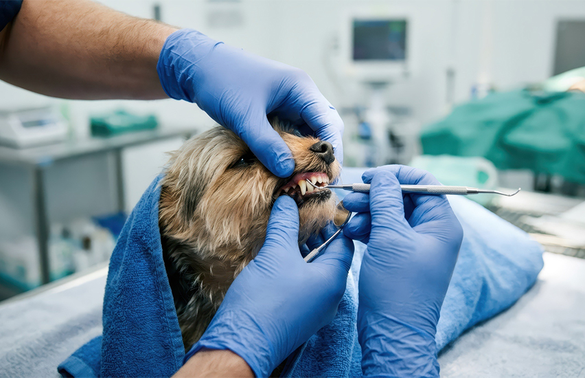 Small dog receiving professional dental care from a veterinarian